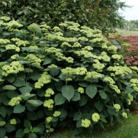 Invincibelle Sublime� Hydrangea 2G