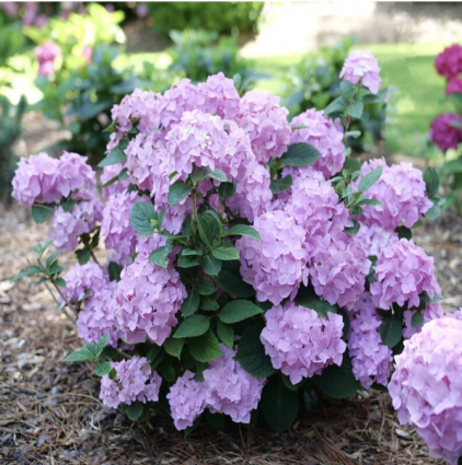 Let's Dance Sky View&reg; Continuous Blooming Hydrangea 3-5G