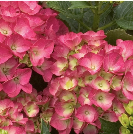 Cityline&reg; Paris Bigleaf Hydrangea 2G