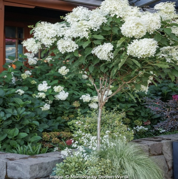 Phanton Hydrangea Tree 10G