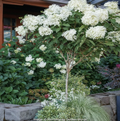 Phanton Hydrangea Tree 10G