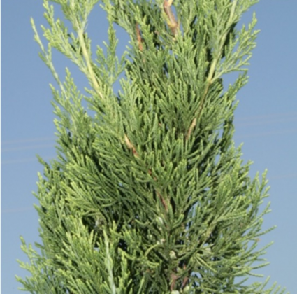 Canaertii Juniper 6'