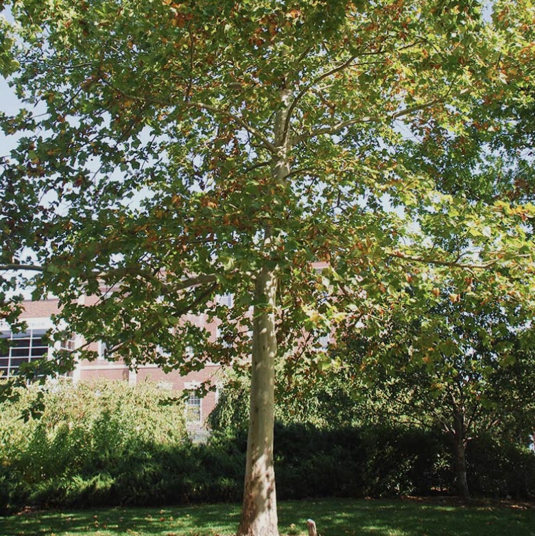 London Plane Tree 1.75"
