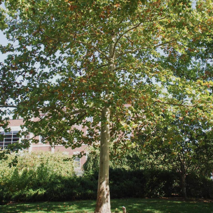 London Plane Tree 1.75"