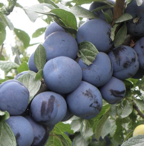 Mount Royal Plum 7G