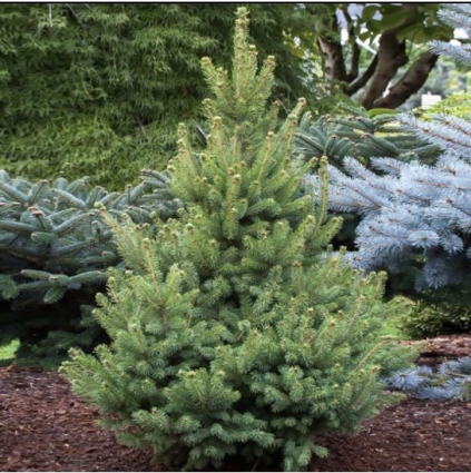 North Star Spruce 10G