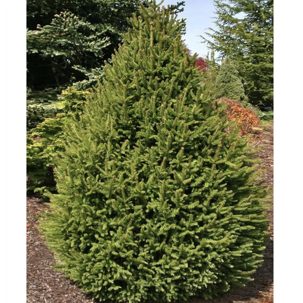 SPRUCE, SHERWOOD COMPACT 10G