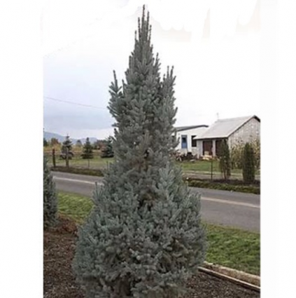 Blue Totem Columnar Spruce 6'