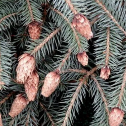Early Cones Spruce 7G