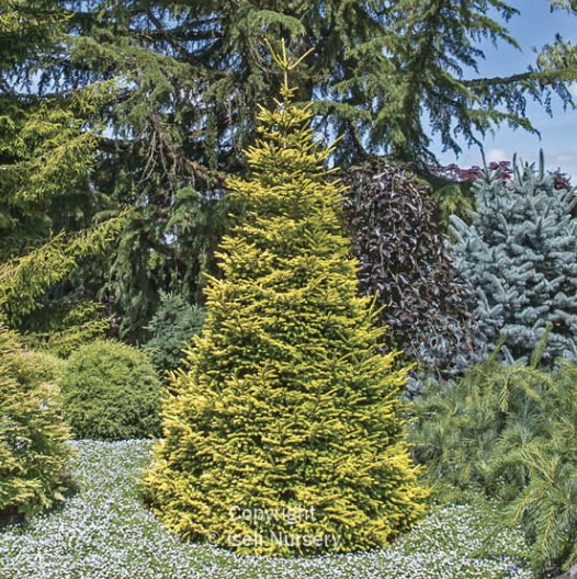 Firefly Spruce 6-7G