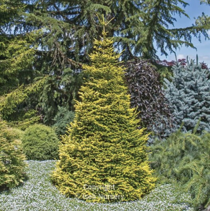 Firefly Spruce 6-7G