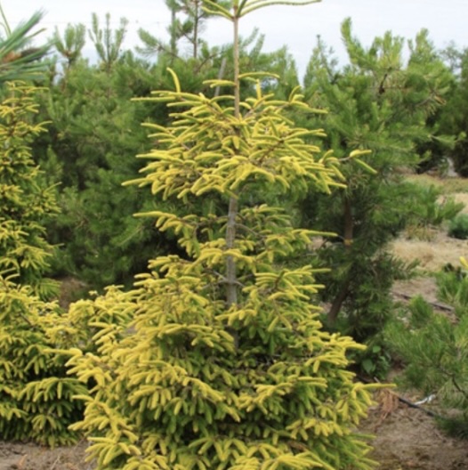 Skylands Spruce 6-7G