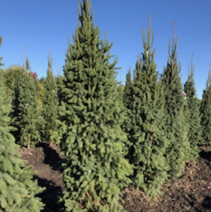 Norway Columnar Spruce 6-7G