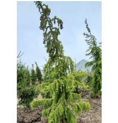 Sky Trails Spruce 6'