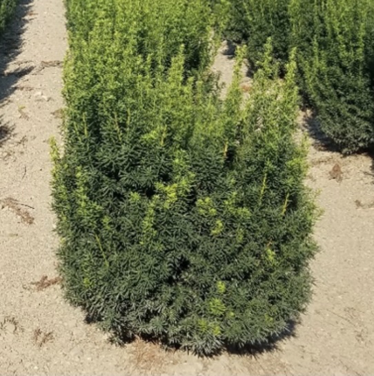 Hicksii Yew 10G