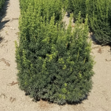 Hicksii Yew 10G