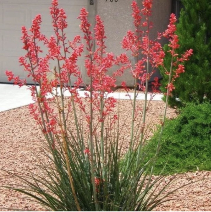 Red Yucca 3-5G