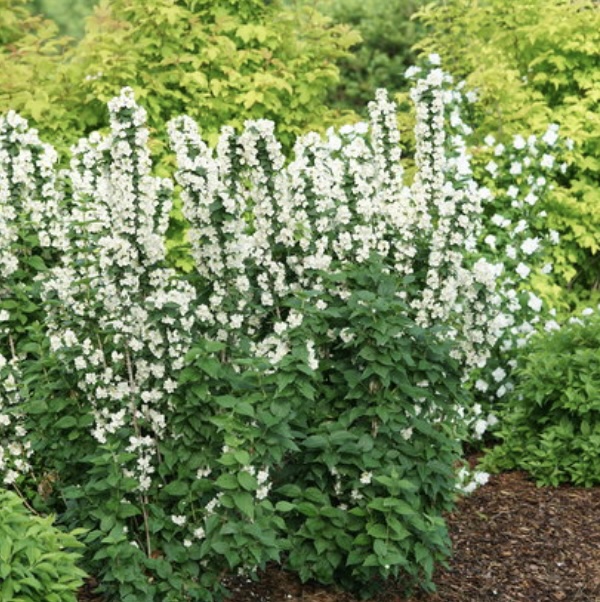 Illuminati Tower&reg; Mockorange Shrub 3-5G