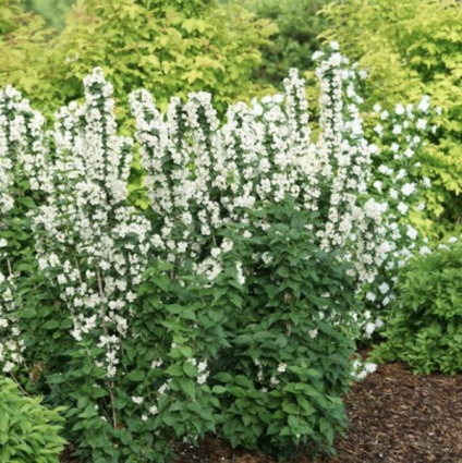 Illuminati Tower&reg; Mockorange Shrub 3-5G
