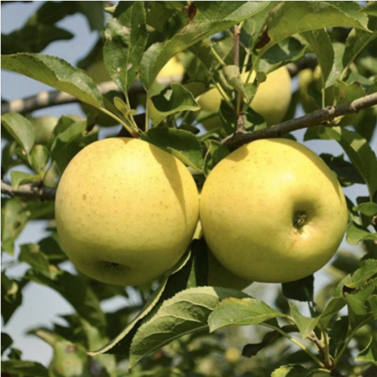 Golden Delicious Apple 7G