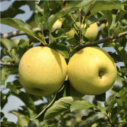 Golden Delicious Apple 7G