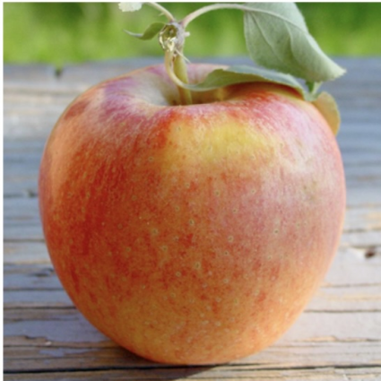 Gala Apple Tree 7G