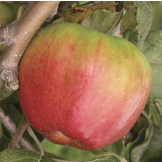 Jonathan Apple Tree 7G