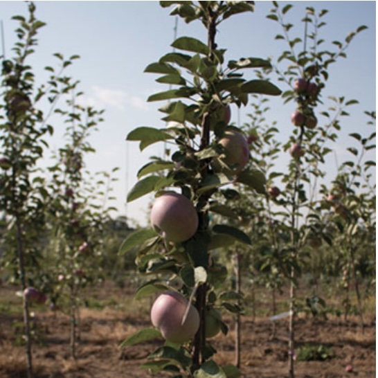 McIntosh Apple Tree 7G