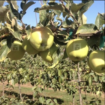 Yellow Delicious Apple Tree 7G