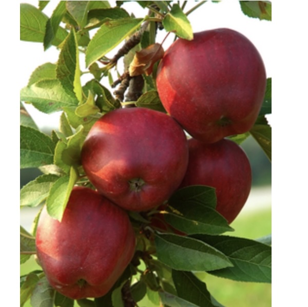 Red Delicious Apple Tree 7G