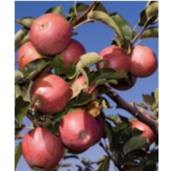 Red Fuji Apple Tree 7G
