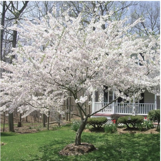 Yoshino Cherry Tree 15G