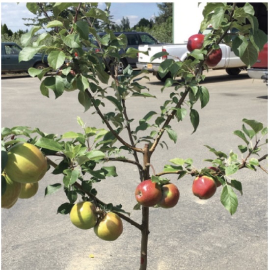3-in-1 Espalier Apple Tree 1.25"