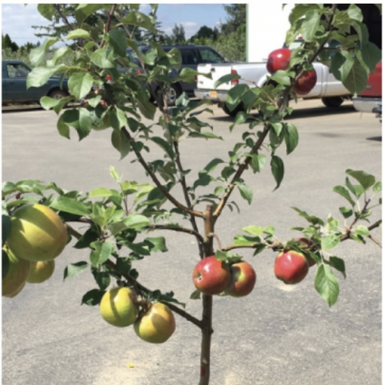 3-in-1 Espalier Apple Tree 1.25"