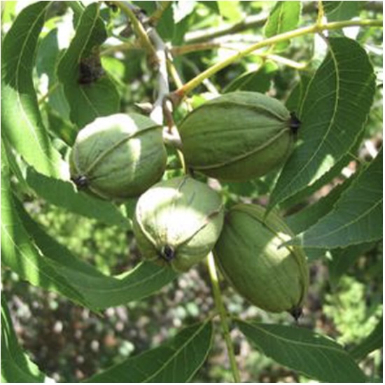 Barton Pecan Tree 7G