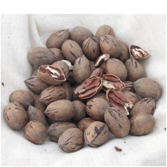 Peruque Pecan Tree 7G