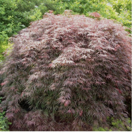 Garnet Japanese Maple 10G