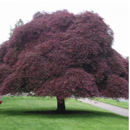 Inaba Shidare Japanese Maple 10G