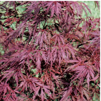 Red Dragon Japanese Maple 6-7G