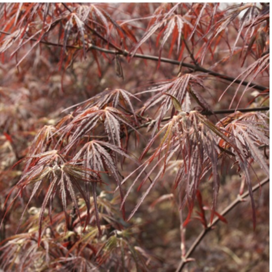 Tamukeyama Japanese Maple 24"