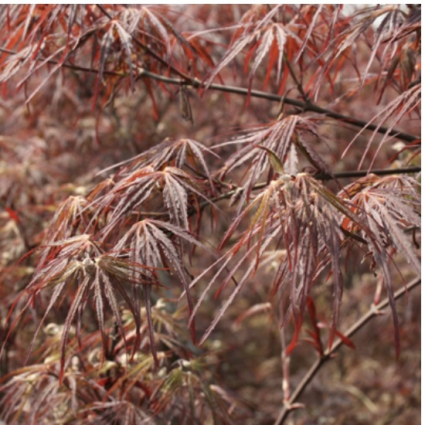 Tamukeyama Japanese Maple 24"