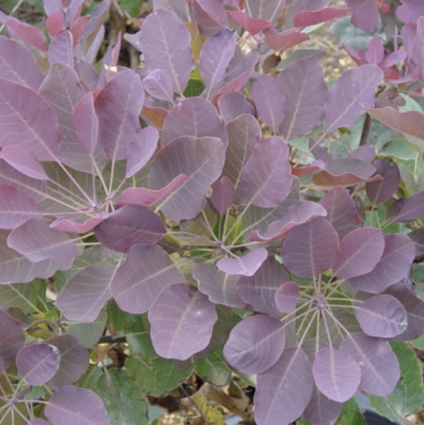 Royal Purple Smoketree 10G
