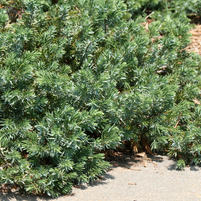 JUNIPER, BLUE PACIFIC 3-5 GALLON