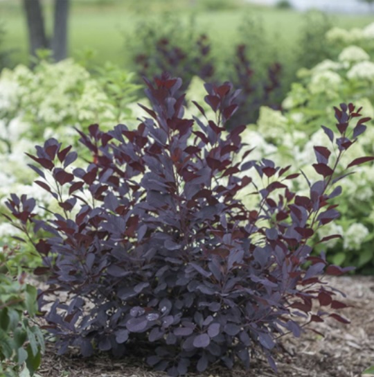 Winecraft Black Smoketree 2G