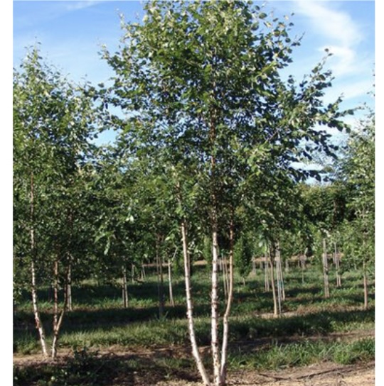 Dura Heat River Birch Clump 15G