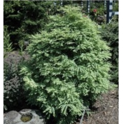 Northern Light Dawn Redwood 7G