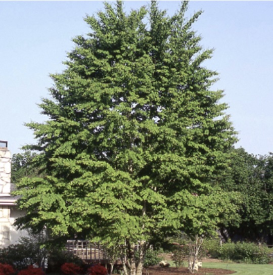 Katsura Tree 7G
