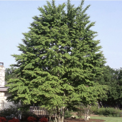 Katsura Tree 7G
