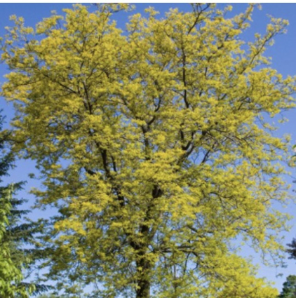 Sunburst Honeylocust 15G