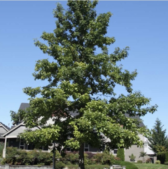 Swamp White Oak 15G